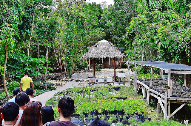 The Bohol Bee Farm