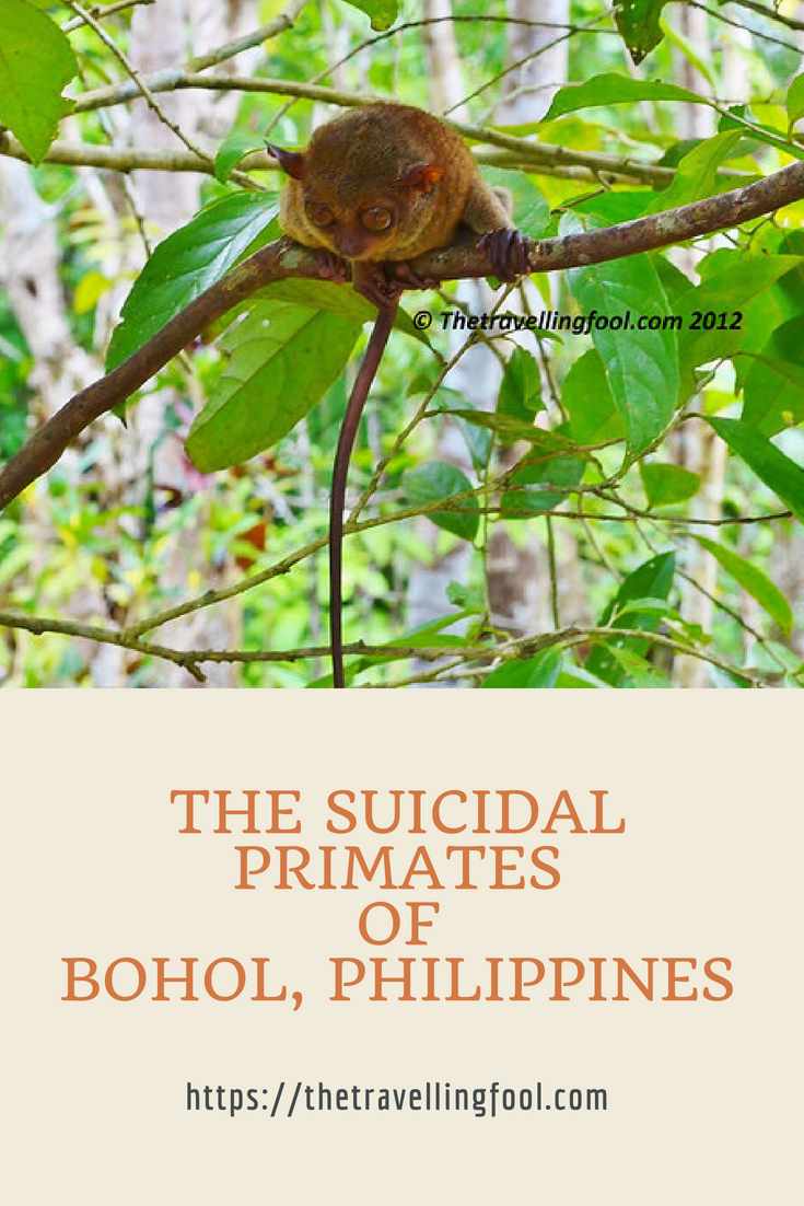 Philippine Tarsiers, The Suicidal Primates of Bohol