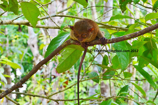 Tarsier-Bohol-Philippines