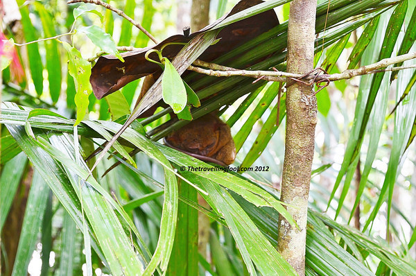 Sleeping-Tarsier-Philippines