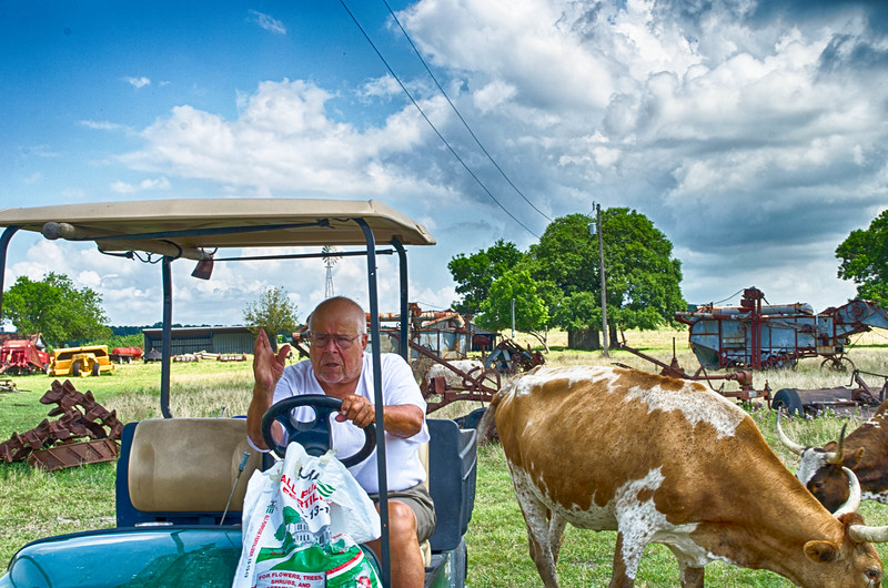 rancher and cattle