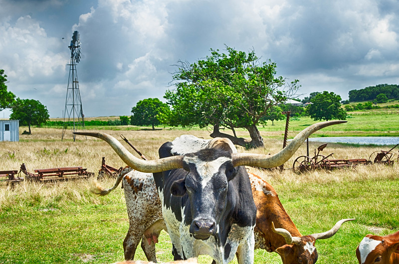 Texas Longhorn