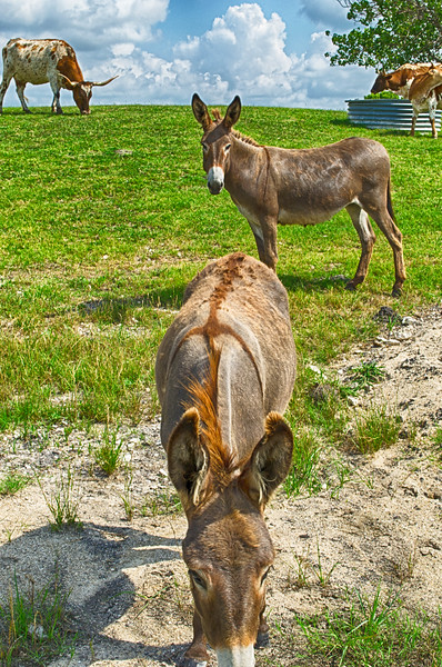 Sicilian Donkey, Sardinian Donkey