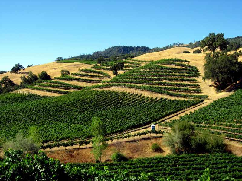 Alexander Valley California Vineyards