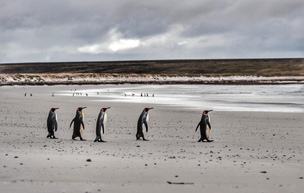 Falkland Island Penguins