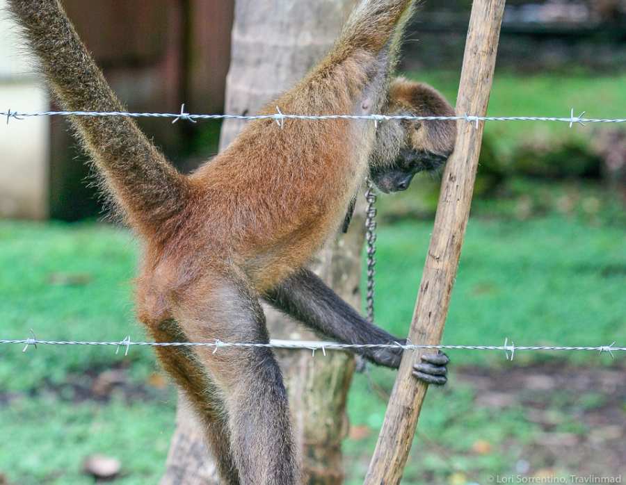 Monkey-rescue-Costa-Rica-Travlinmad-Lori-Sorentino