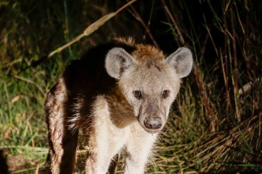 Hyena