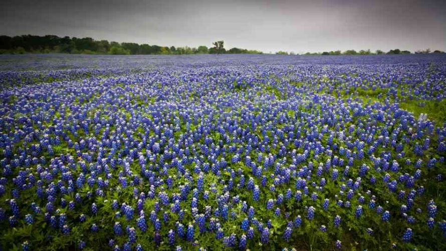 Texas Bluebonnets