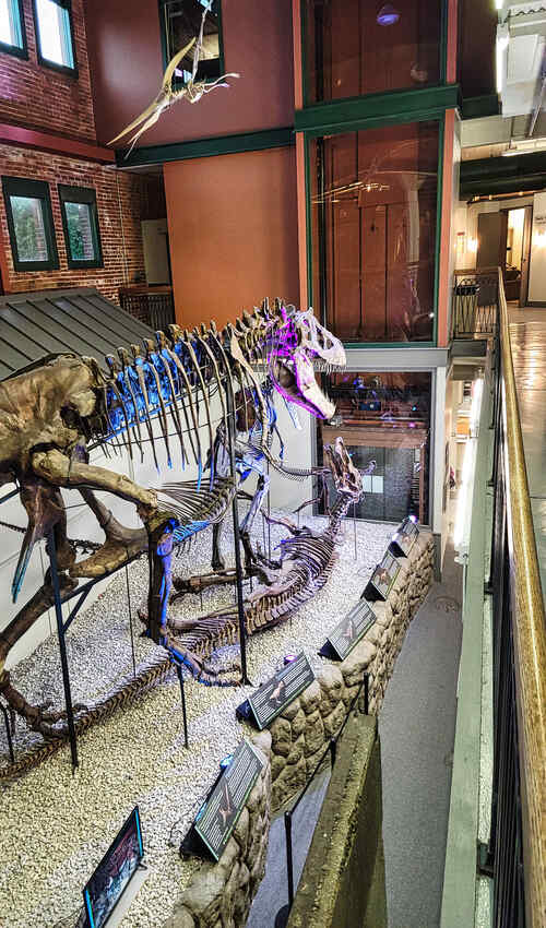 Dinosaur display