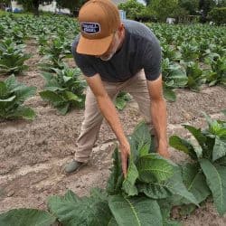 Derek Roussel in the Perique Fields