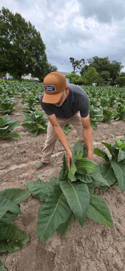 Derek Roussel and Perique Tobacco