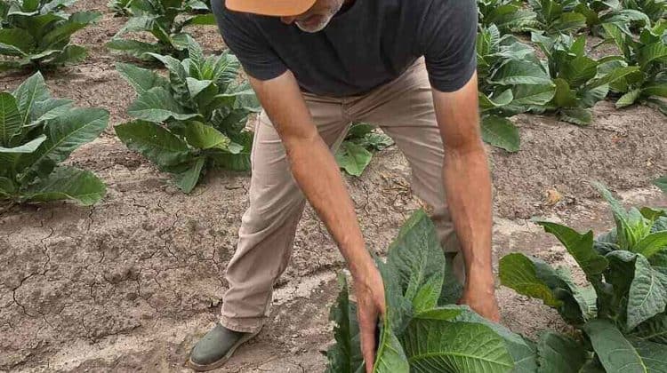 How One Farm Protects the Rare and Vanishing Perique Tobacco Tradition