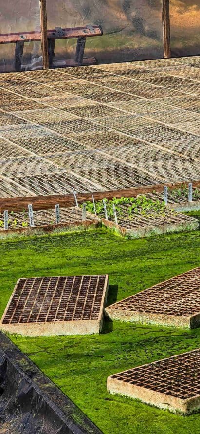 Perique tobacco seedlings in the greenhouse