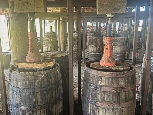 Perique Tobacco fermenting in whisky barrels